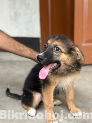 German shepherd puppy